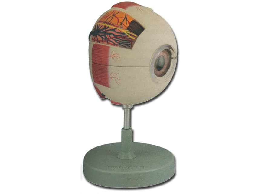 Human anatomy - models - produs medical pentru oferta ZESCORP