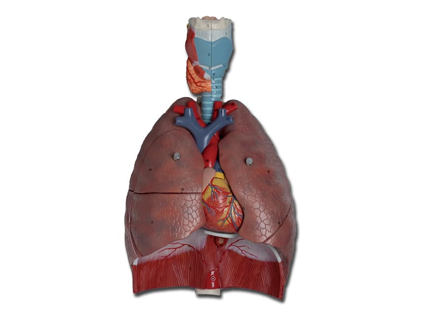 Respiratory system - produs medical pentru oferta ZESCORP