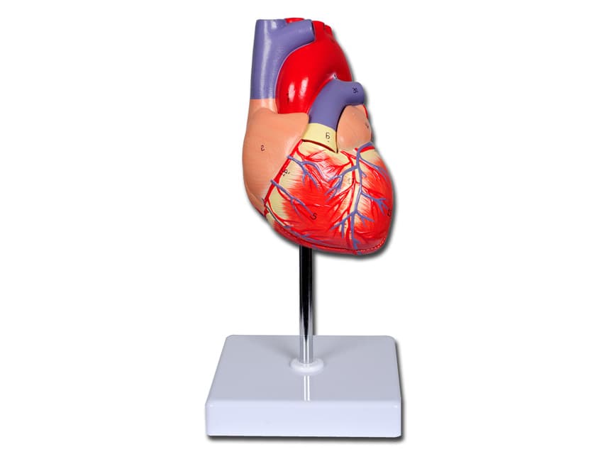 Heart 1x - 2 parts - produs medical pentru oferta ZESCORP