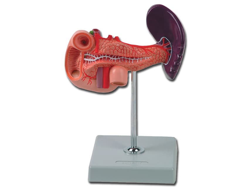Pancreas, duodenum - produs medical pentru oferta ZESCORP