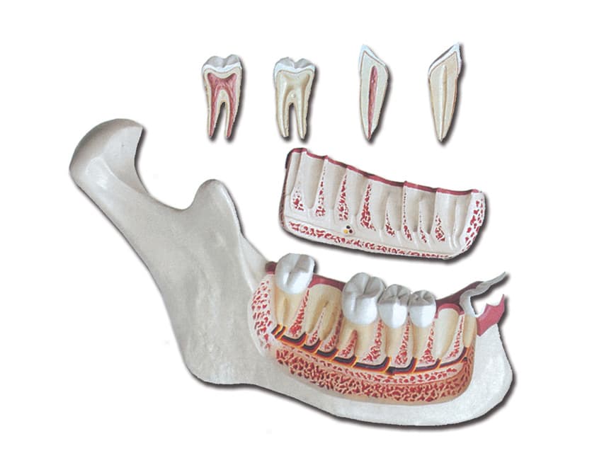 Lower jaw - produs medical pentru oferta ZESCORP