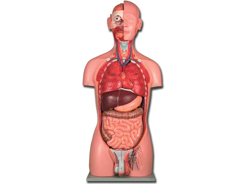 Pentru classic ii s.e. - negru - blister - produs medical pentru oferta ZESCORP
