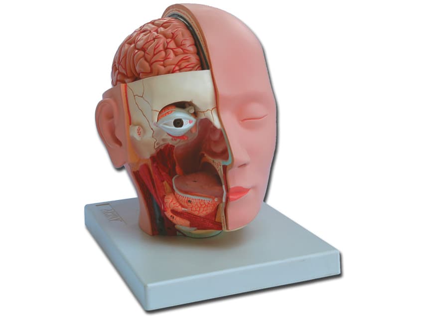 Head dissection - life size - produs medical pentru oferta ZESCORP