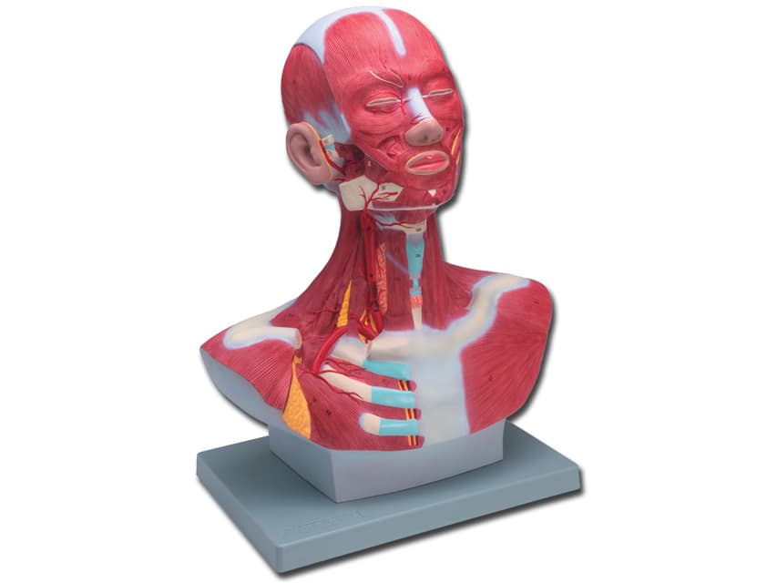 Head/neck musculature - produs medical pentru oferta ZESCORP