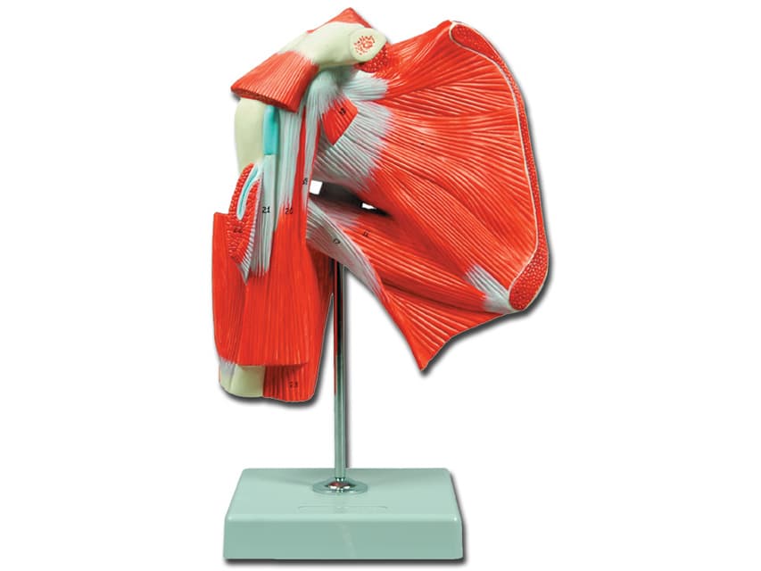 Pentru classic iii™ , cardiology iv™ , core - negru - blister - produs medical pentru oferta ZESCORP