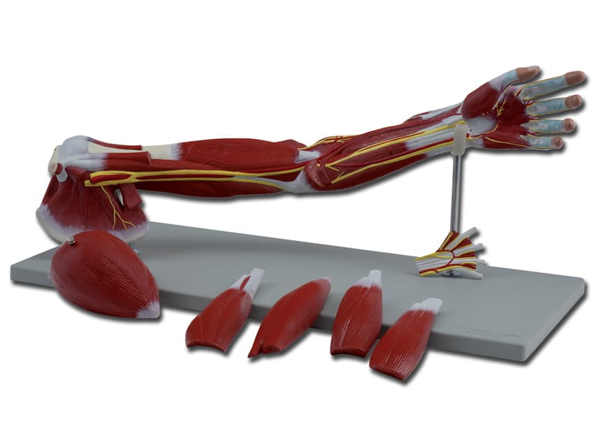 Pentru classic iii™ , cardiology iv™ , core - gri - blister - produs medical pentru oferta ZESCORP