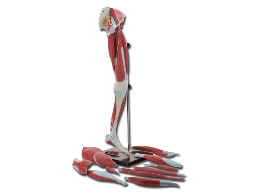 Pentru master cardiology - gri - blister - produs medical pentru oferta ZESCORP