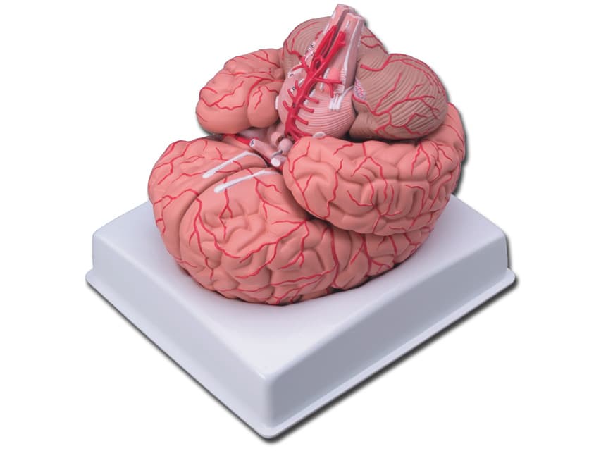 Pentru lightweight - negru - blister - produs medical pentru oferta ZESCORP