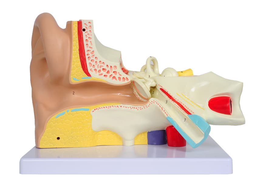 Ear 3X - 3 parts ear 3X - 5 parts - produs medical pentru oferta ZESCORP