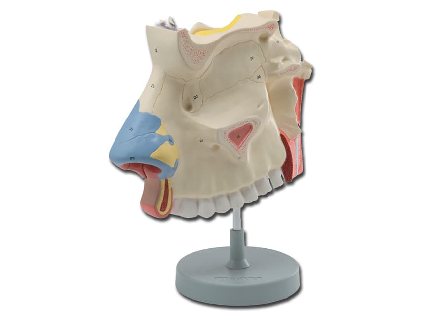 Nasal cavity - produs medical pentru oferta ZESCORP