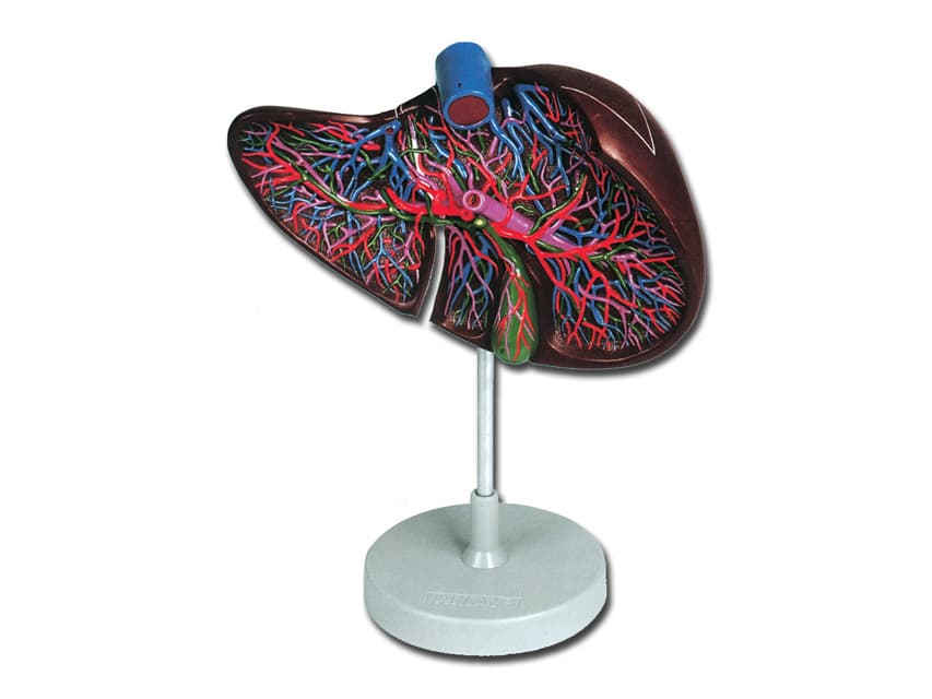 Liver section - produs medical pentru oferta ZESCORP