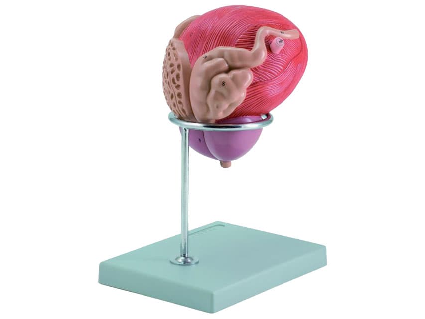 Male urinary bladder - produs medical pentru oferta ZESCORP