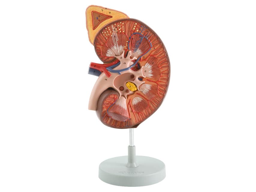 Pregnancy pelvis cu - produs medical pentru oferta ZESCORP