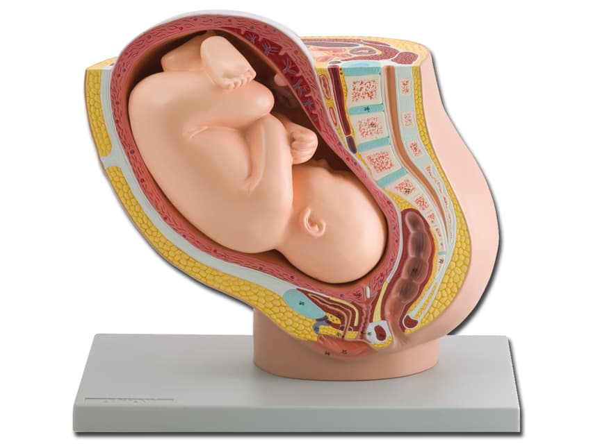 Pregnancy pelvis cu - produs medical pentru oferta ZESCORP