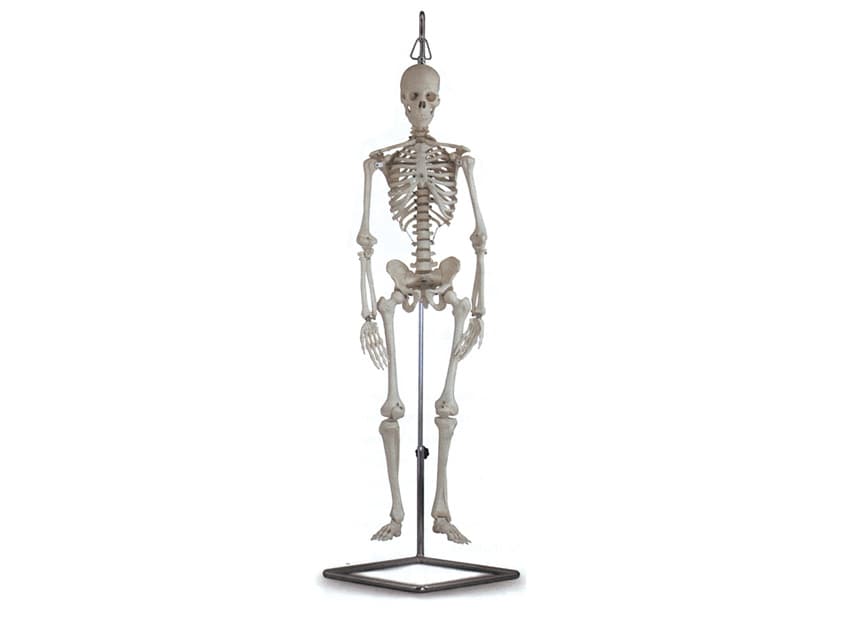 Mini skeleton - produs medical pentru oferta ZESCORP
