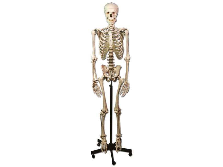 Human skeleton - produs medical pentru oferta ZESCORP