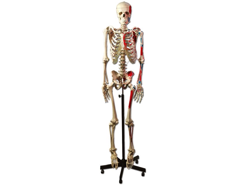 Muscular human skeleton - produs medical pentru oferta ZESCORP