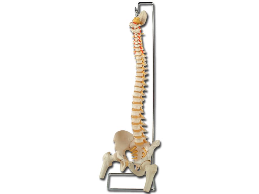 All models also feature representation of the vertebral - produs medical pentru oferta ZESCORP