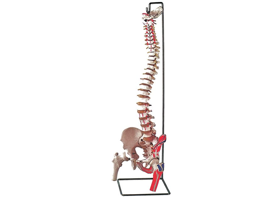 The left side of the skeleton shows the points of - produs medical pentru oferta ZESCORP