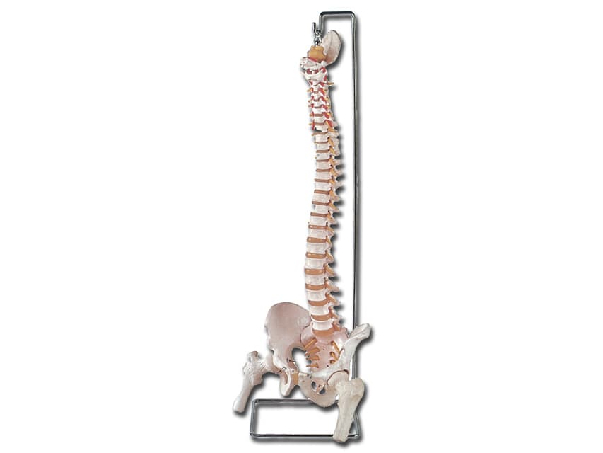 The sacral crest si coccyx are removable - produs medical pentru oferta ZESCORP
