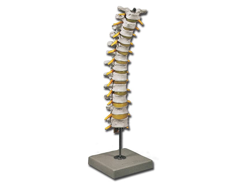 Vertebral column cu femur heads - produs medical pentru oferta ZESCORP