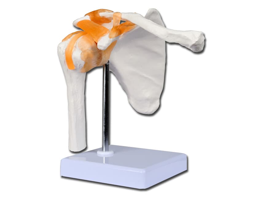 Shoulder joint heart 1X - 2 parts - produs medical pentru oferta ZESCORP