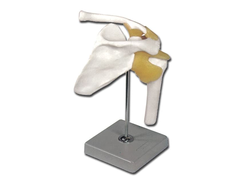 Shoulder joint - produs medical pentru oferta ZESCORP