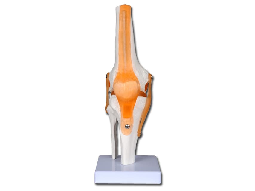 Knee joint - produs medical pentru oferta ZESCORP
