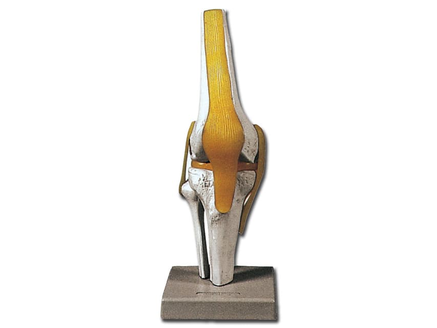 Knee joint - produs medical pentru oferta ZESCORP