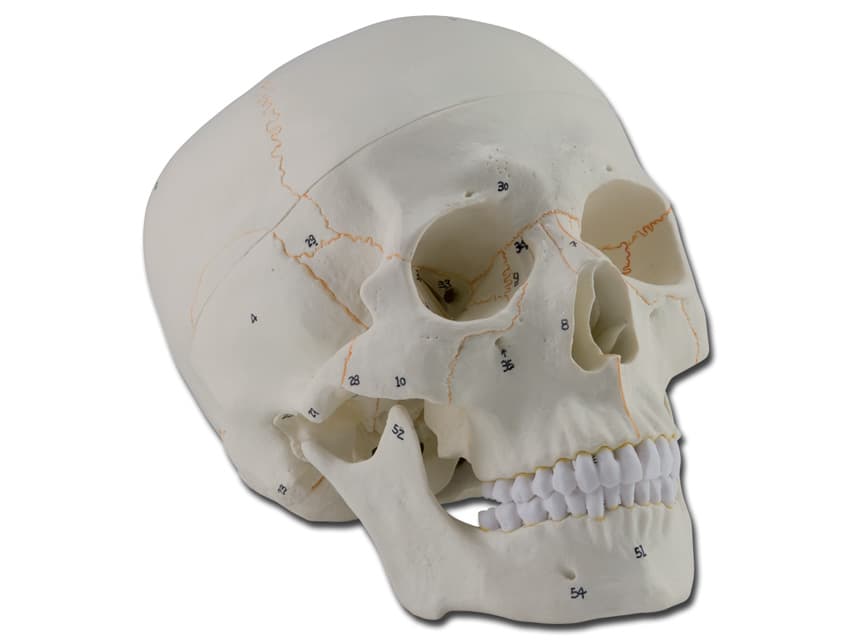 Significant structures are numerated - produs medical pentru oferta ZESCORP