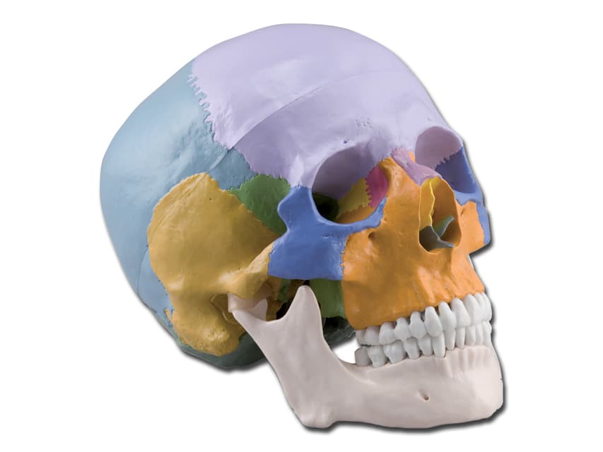 All the bones are depicted in different colours, making this - produs medical pentru oferta ZESCORP