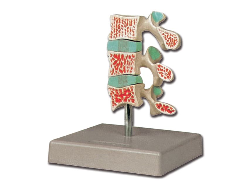 Human anatomy - models - produs medical pentru oferta ZESCORP