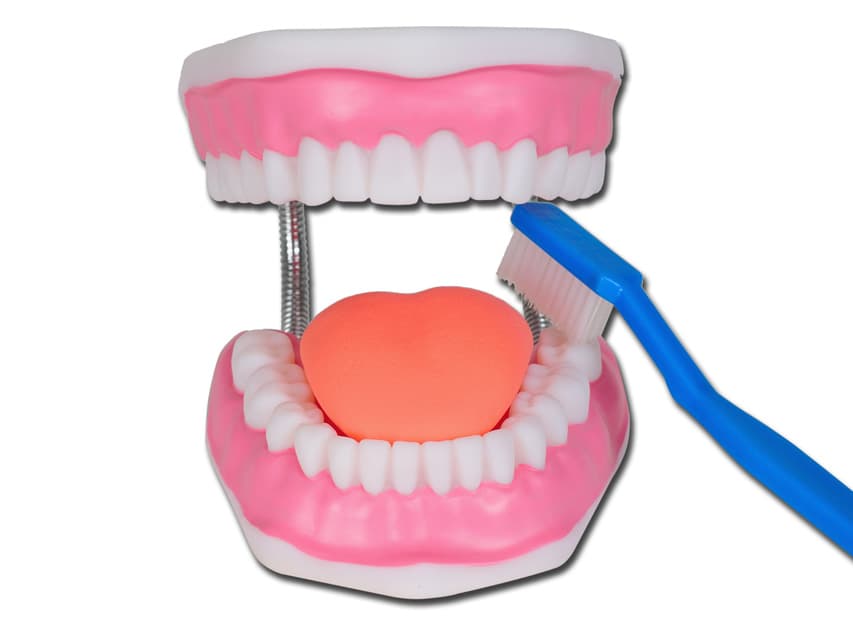 Oral hygiene model - produs medical pentru oferta ZESCORP