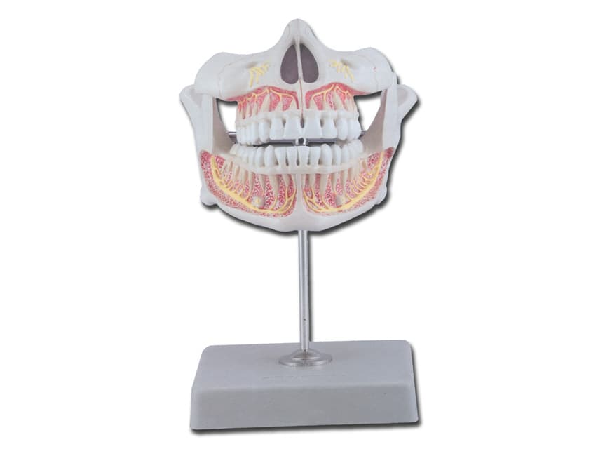 Permanent teeth - produs medical pentru oferta ZESCORP