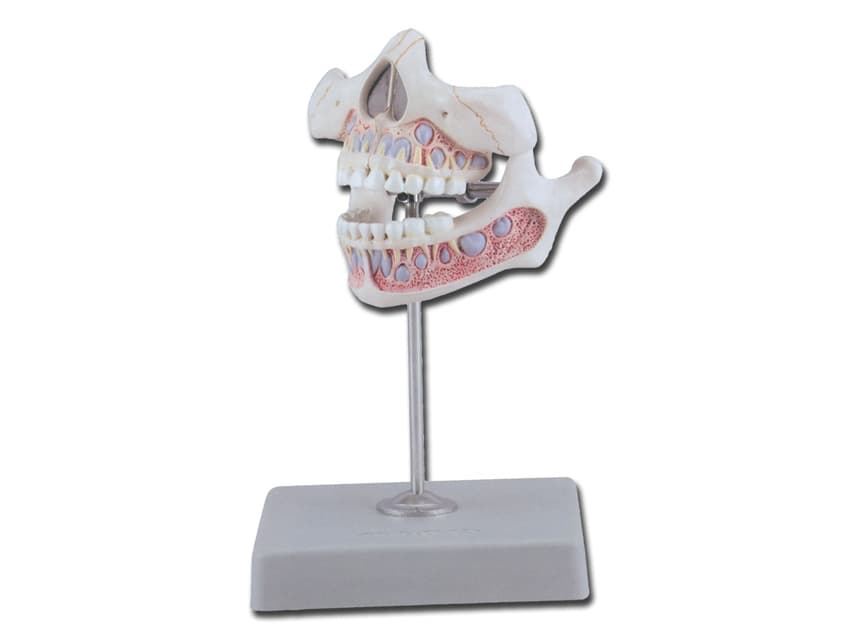 Deciduous teeth - produs medical pentru oferta ZESCORP